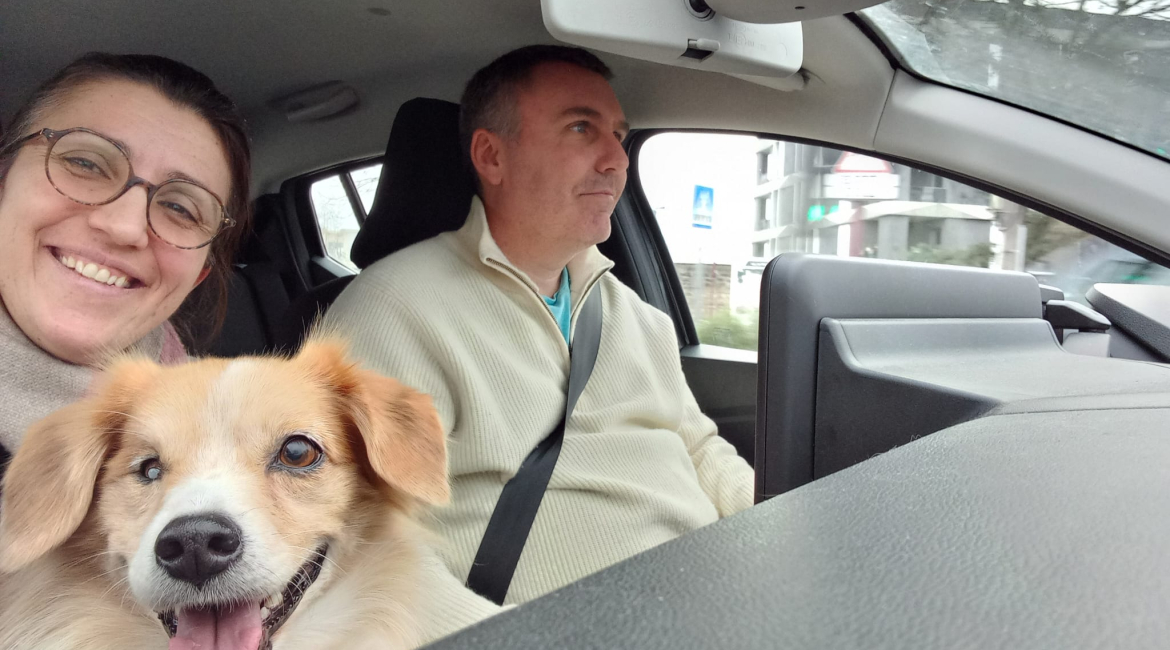 Chiens à adopter